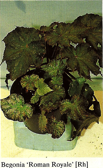 B. ‘Roman Royale’